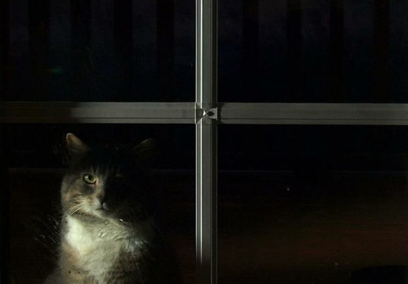 A Story Of A Stray Cat That Showed Up At Our Window And Came Into Our Life