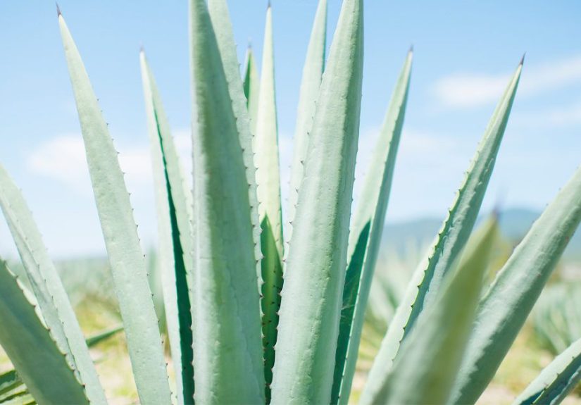 Aloe Vera For Skin Redness: Does it Help or Worsen Symptoms?