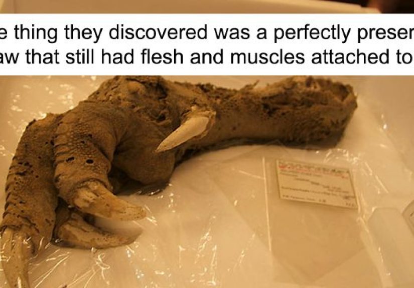 Archaeologists Find 3,300-Year-Old Claw Of A Bird That Went Extinct 700 Years Ago, And People Say 2020 Is Not The Right Year To Clone It