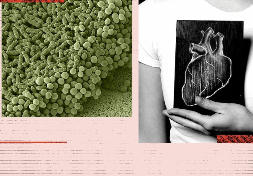 Can changes in gut bacteria predict the risk of heart disease?