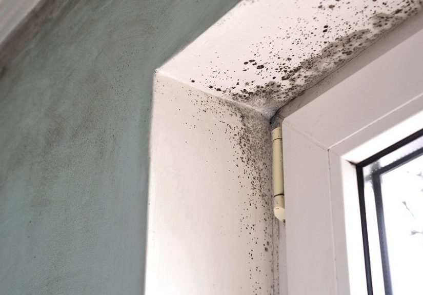 Can Mold Cause Cancer: Latest Research, Risks & Preventing Exposure