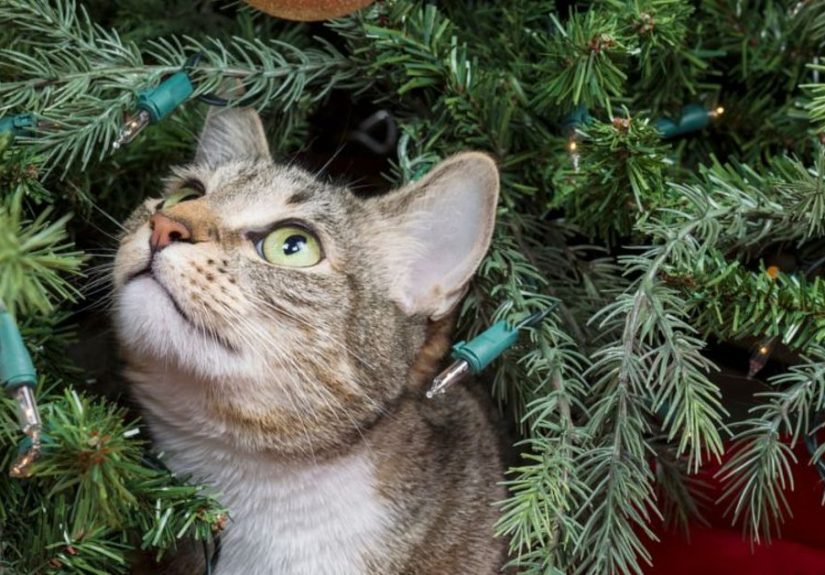 Christmas Tree Pet Kids Safety Tips