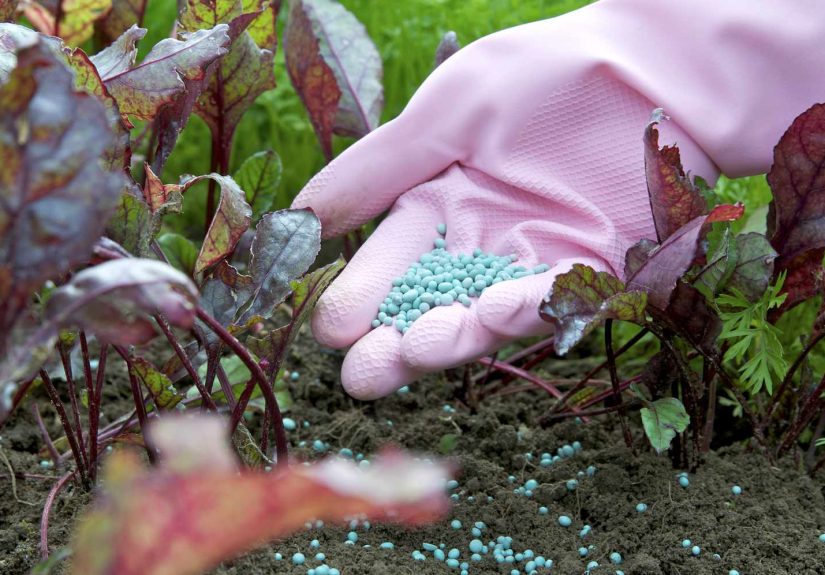 Do You Really Need to Fertilize Your Outdoor Plants?