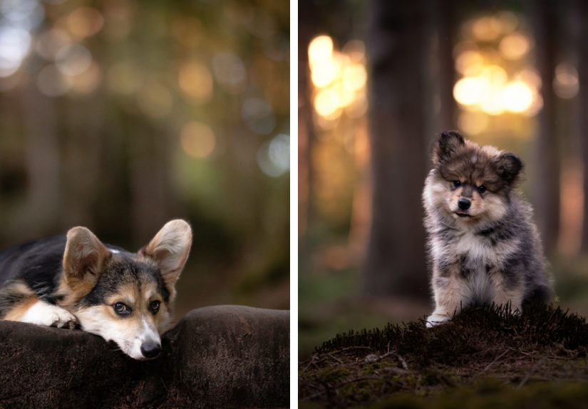 Dogs Showing Their Personality: 25 Cute Photos I Took (New Pics)