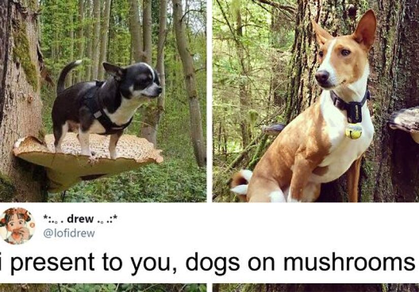 Dogs Standing On Mushrooms Is The Internet’s New Favorite Thing (26 Pics)