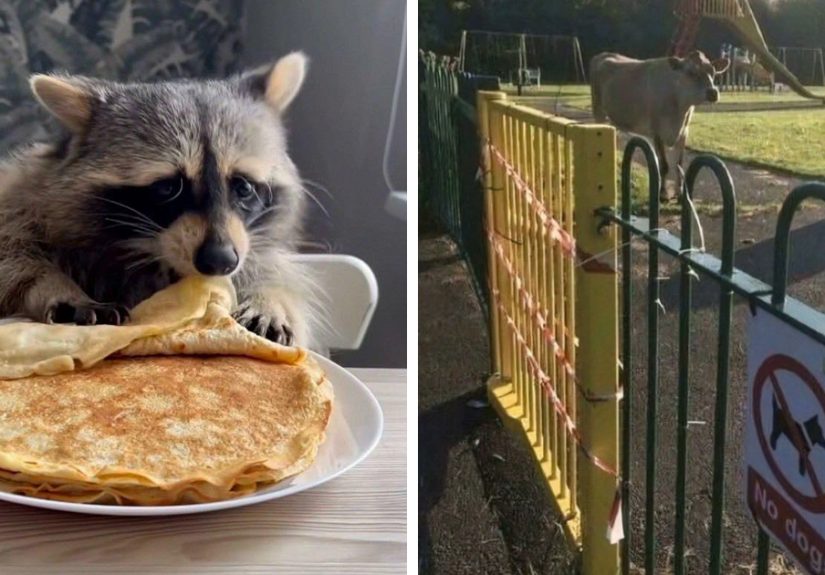 "Goblin Mode": 124 Hilarious And Chaotic Pics Of Animals That Might Bring You Joy