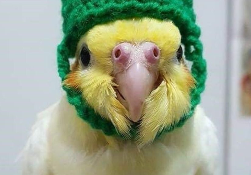 Hey Pandas, Post The Cutest Photo Of Your Bird