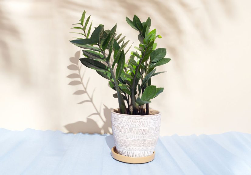 How to Care for a ZZ Plant, According to Plant Pros