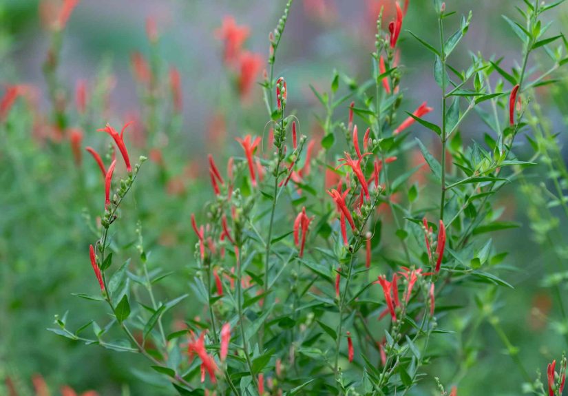 How to Care for Hummingbird Bush (Flame Acanthus)