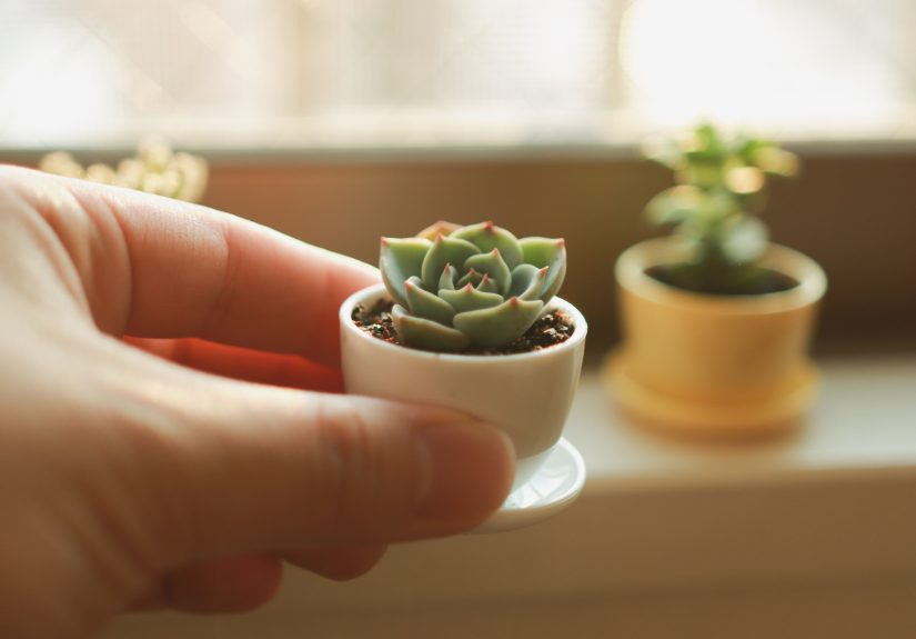 How to Care for Mini-Succulents as Houseplants