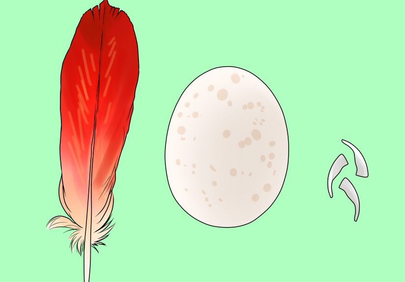 How to Determine the Sex of African Grey Parrots: 7 Steps