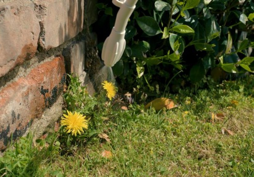 How to Easily and Effectively Weed Your Lawn
