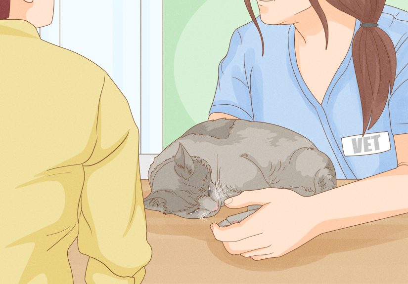 How to Fix Clinginess in Cats: A Complete Guide to Needy Cats