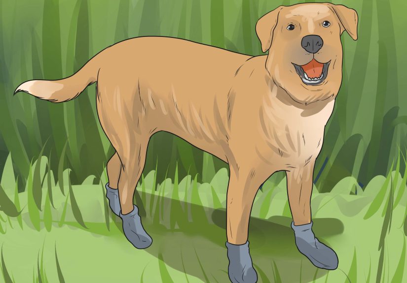 How to Get Burrs Out of Dog Hair: Removal and Prevention