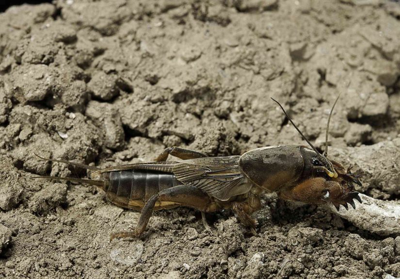 How to Get Rid of Mole Crickets and Save Your Lawn From Damage