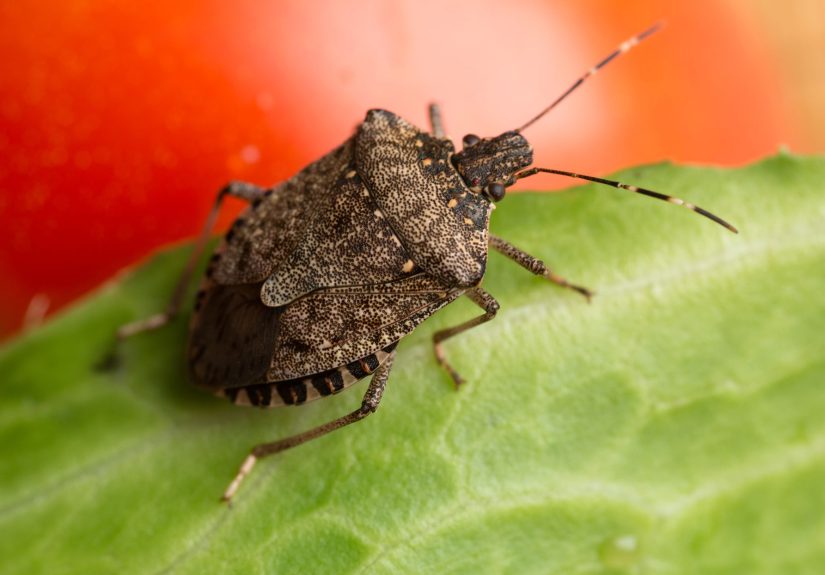 How to Get Rid of Stink Bugs and Prevent Their Return