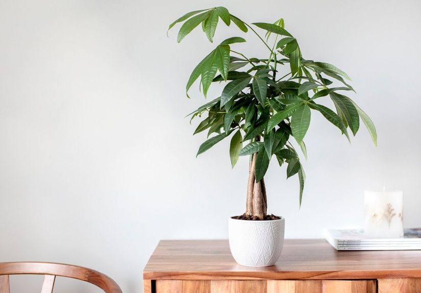 How to Grow and Care for a Money Tree