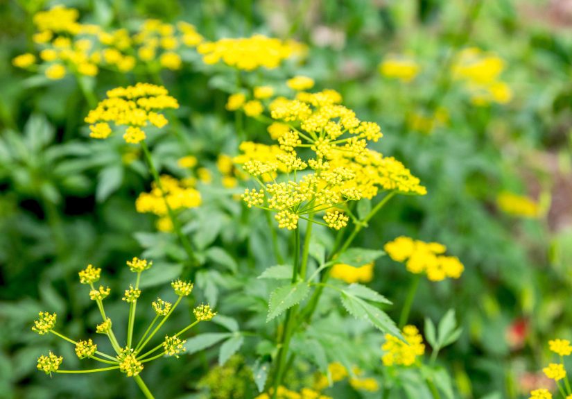 How to Grow and Care for Golden Alexander