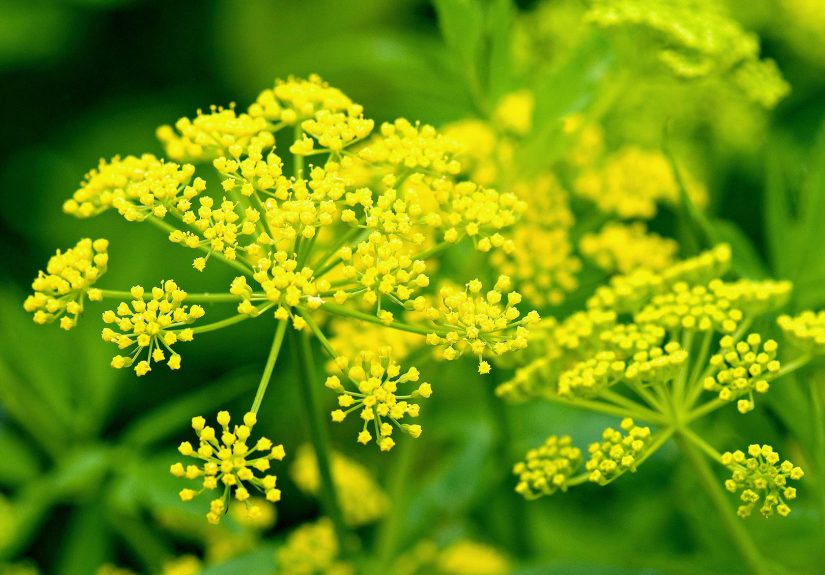 How to Grow Dill for the Garden and Cooking