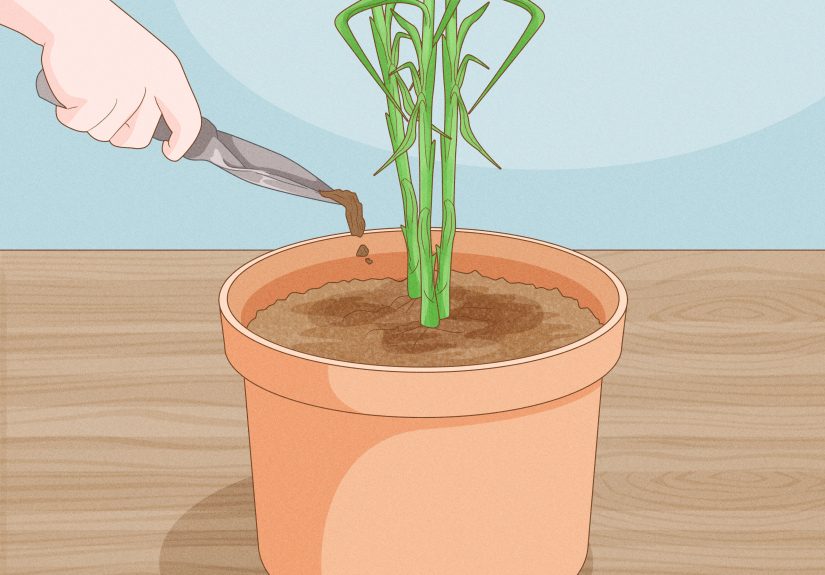 How to Grow Ginger Indoors: Step-by-Step Guide