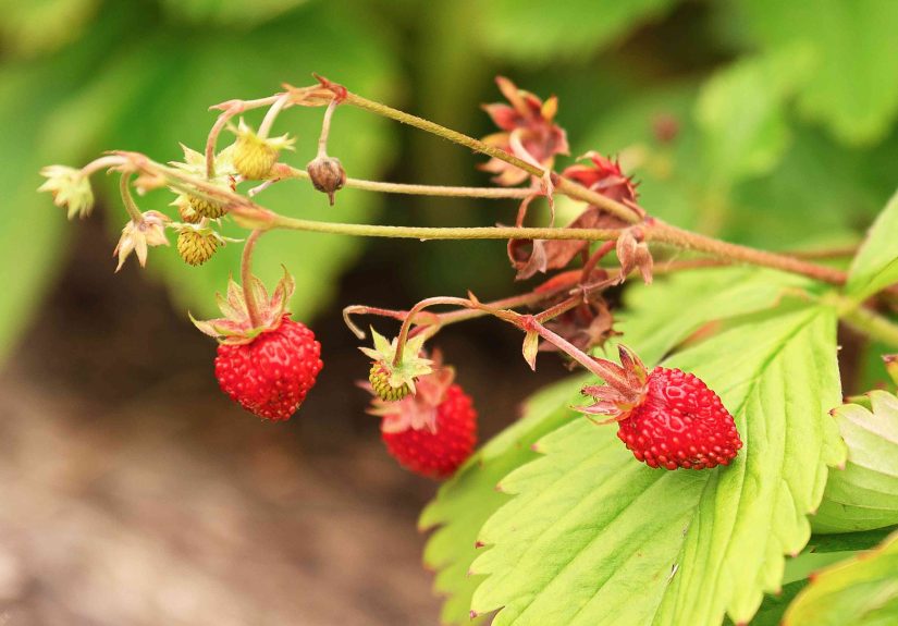 How to Grow Wild Strawberry (Fragaria virginiana)
