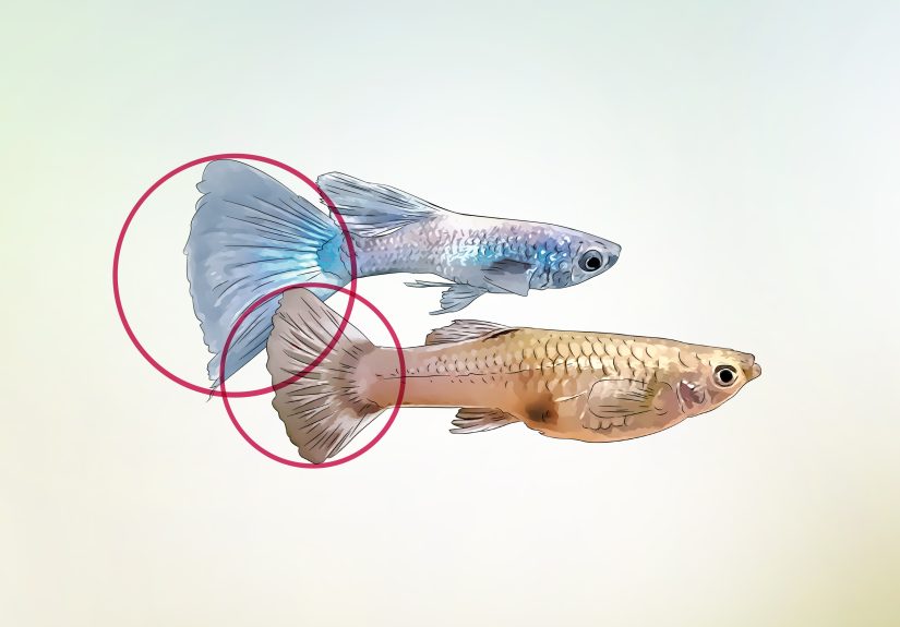 How to Identify Male and Female Guppies: 7 Key Differences