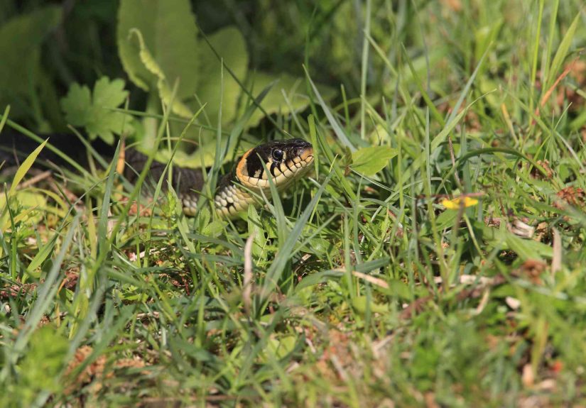 How to Keep Snakes Out of Your Yard
