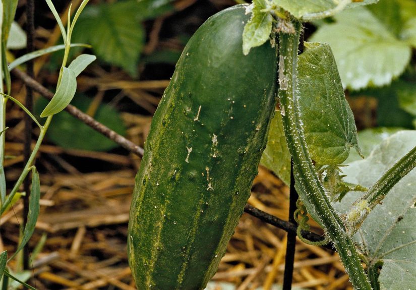 How to Plant and Grow Cucumber