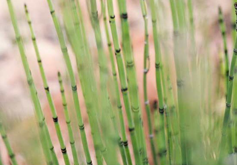 How to Plant and Grow Horsetail