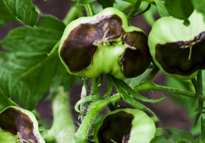 How to Prevent Blossom End Rot on Tomatoes