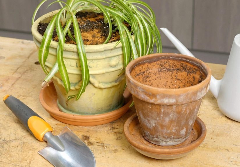 How To Repot a Plant (DIY)