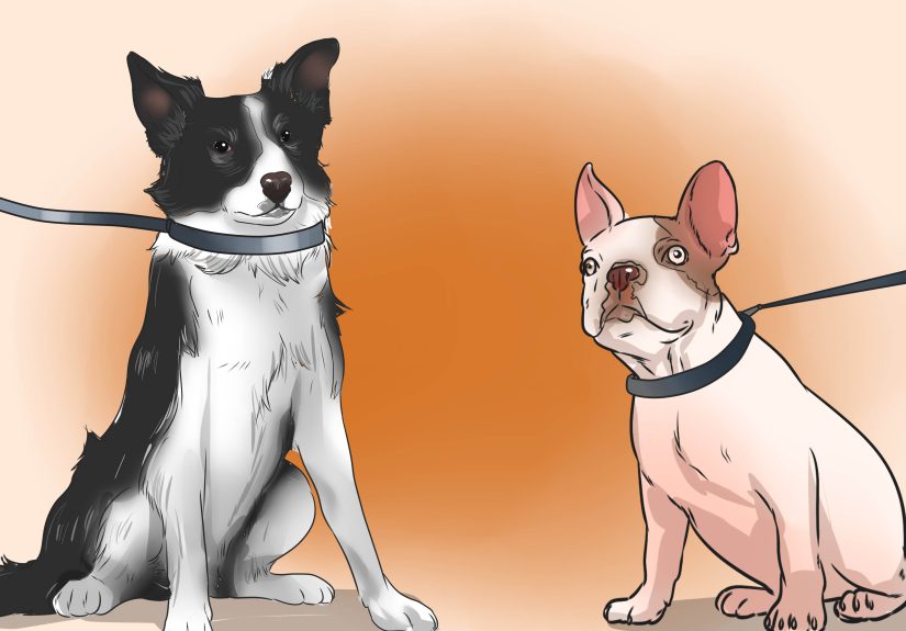 How to Train a Bully Breed Dog