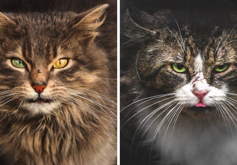 Intimate Portraits Of Stray Cats That I Took In My Hometown