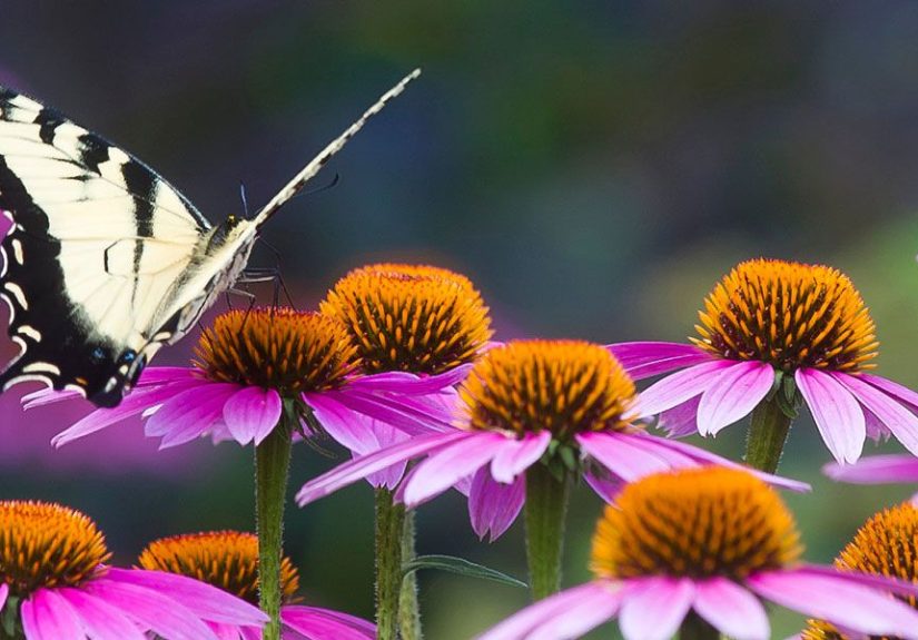 Nature Lovers' Gardening