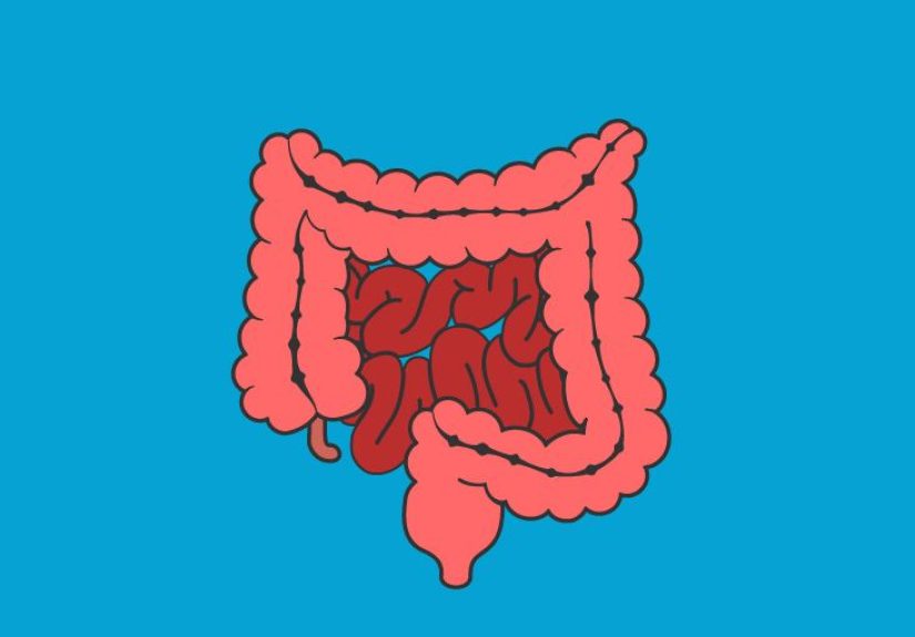 Pancreas Anatomy & Diagram
