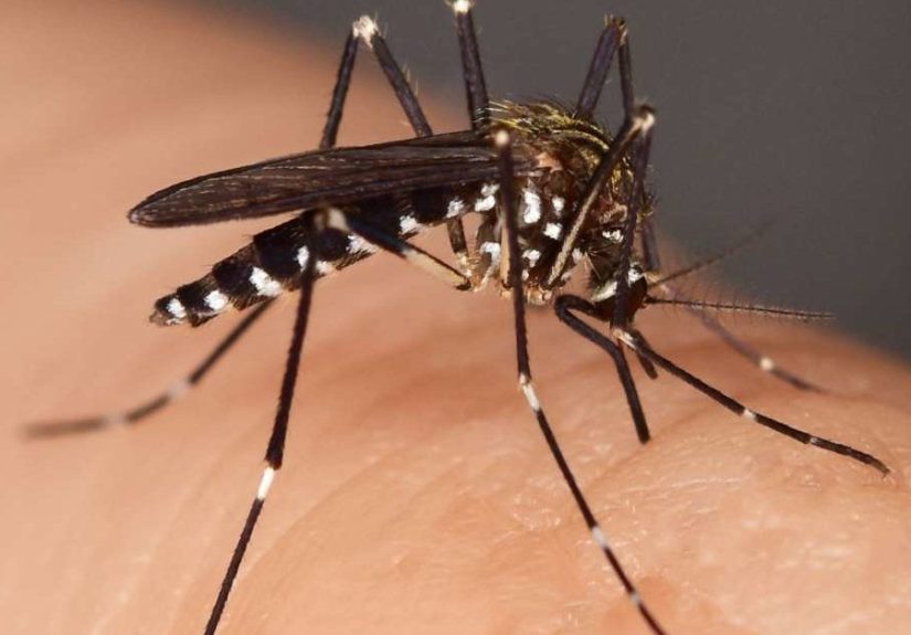 Picaduras de insectos: reacciones, tipos e imÃ¡genes