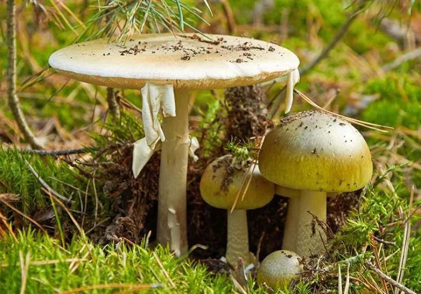Poisonous Mushroom: What to Know