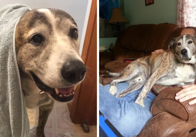 Reasons You Should Never Own A Rescue