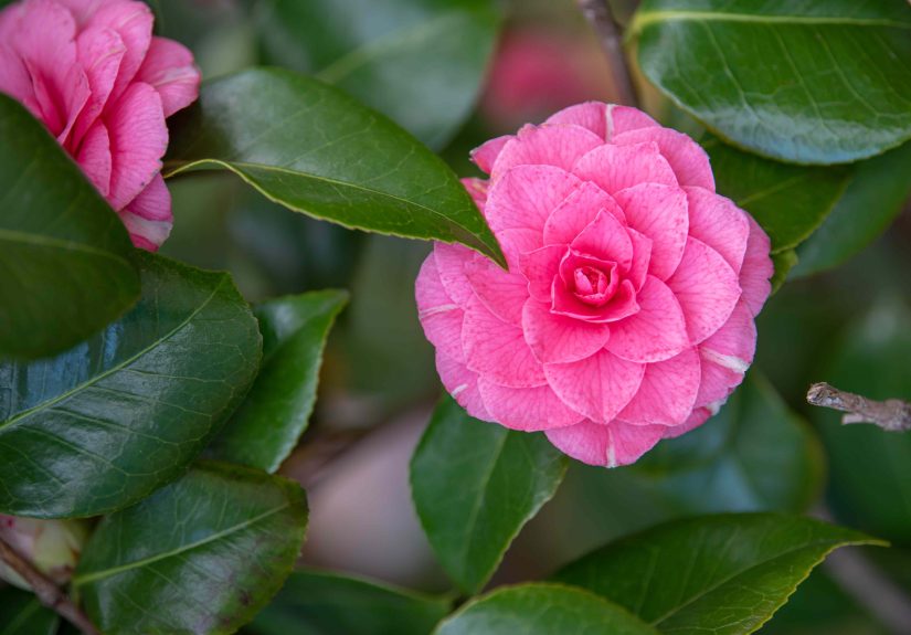 Should You Overwinter Your Camellias This Fall? What to Do Now for Bigger Blooms