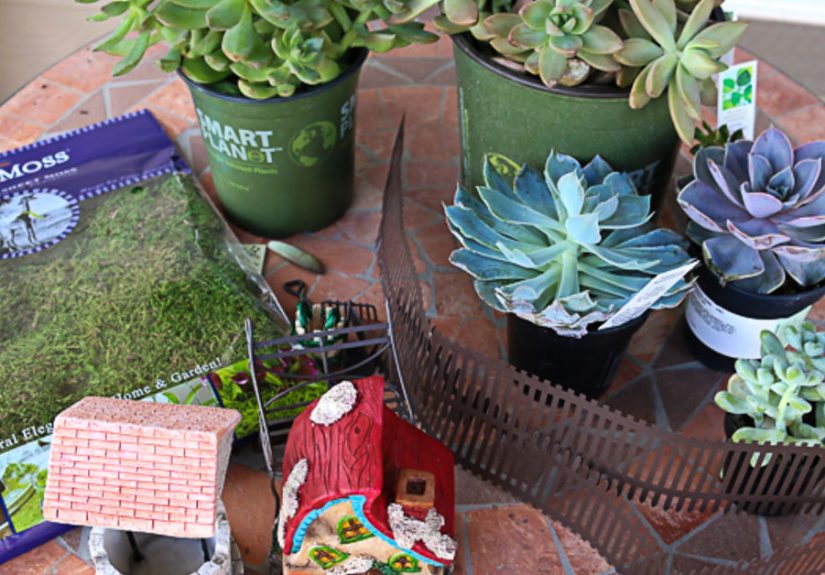 Succulent Fairy Garden