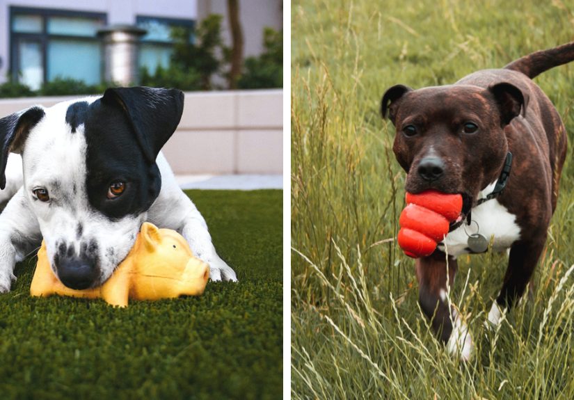 The 15 Best Dog Toys for Tough Chewers: Vet Review