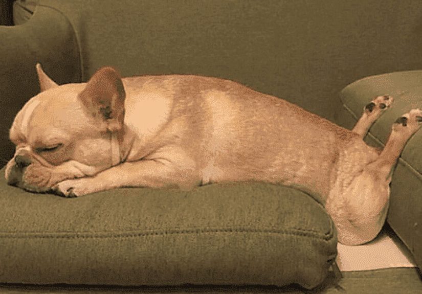 The Animals Who Refuse To Act Normally (22 Pics)
