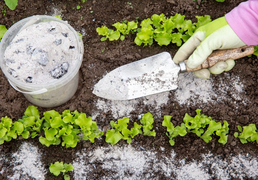 The Secret to Better Soil? It Might Be in Your Fireplace