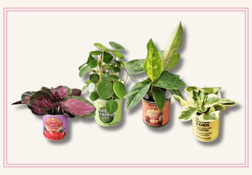 Trader Joe’s New Mini Houseplant Collection Turns Iconic Packaging into Adorable Decor