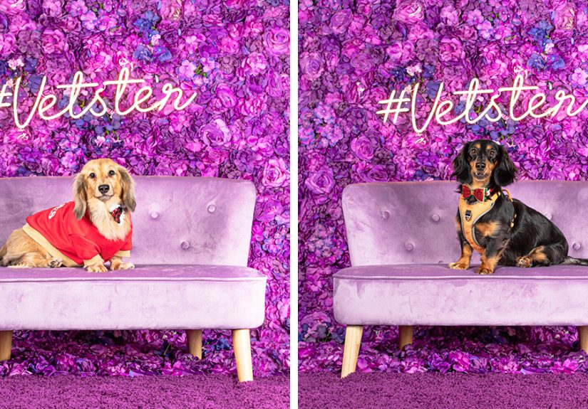 We Set Up A Photo Booth To Celebrate National Dachshund Day, And Here’s The Result (19 Pics)