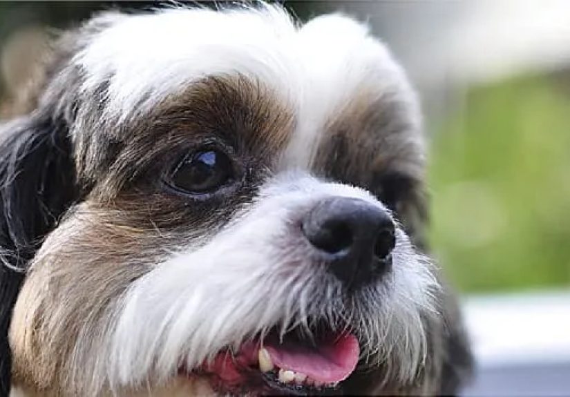 Weight Loss Video on How Your Dog Can Help You Shed Pounds