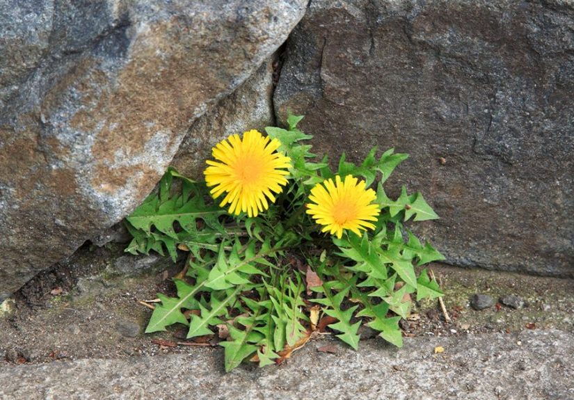 What Is Resilience? Definition, Examples, and Tips