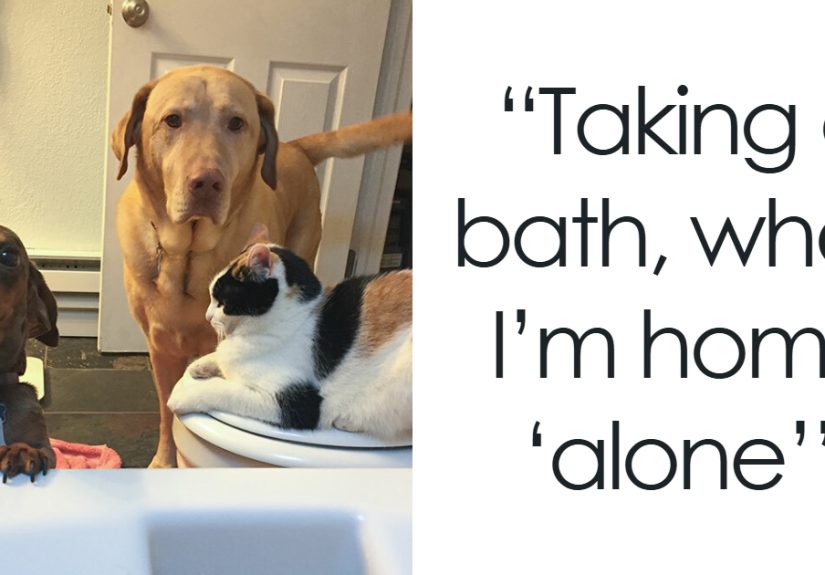 “What Personal Space?”: 50 Times People Got A Pet And Had To Say Goodbye To Personal Space