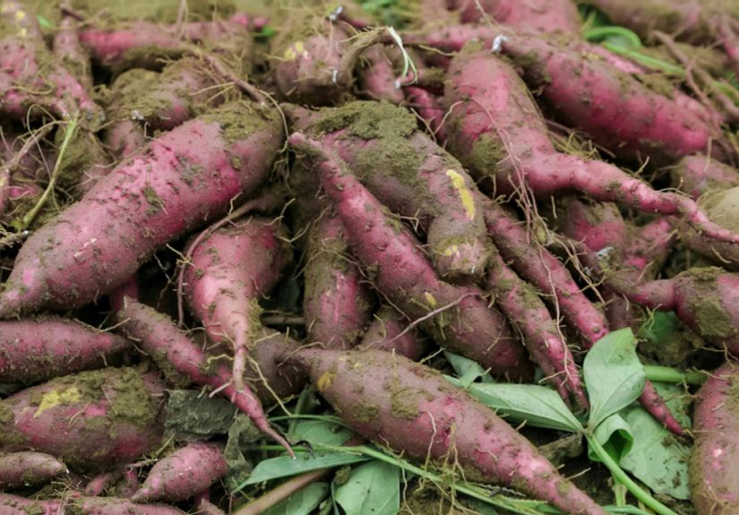 When to Harvest Sweet Potatoes for the Best Yield