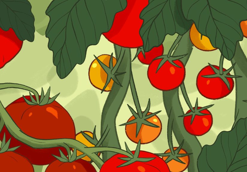 Your Go-To Guide to Growing Tomatoes From Seed Starting to Harvest